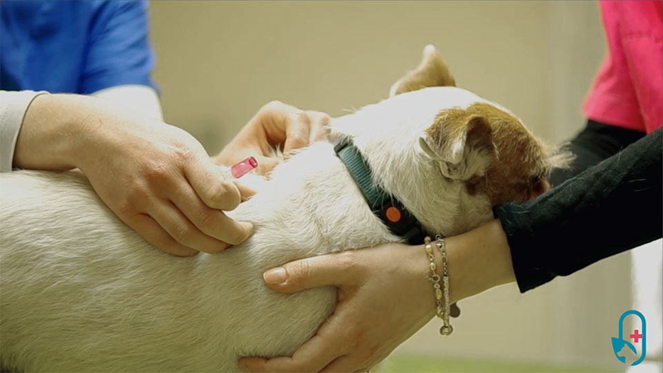 Come mettere l’antiparassitario al cane!