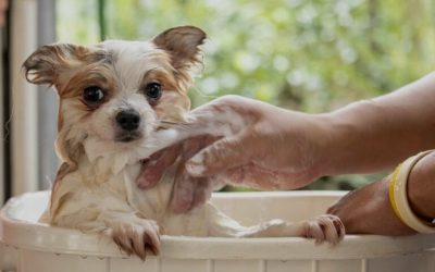 Quando fare il primo bagno al Cucciolo del Cane