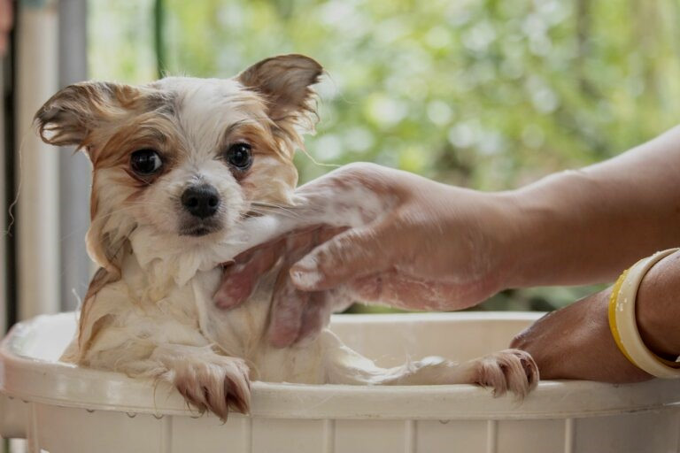 Quando fare il primo bagno al Cucciolo del Cane