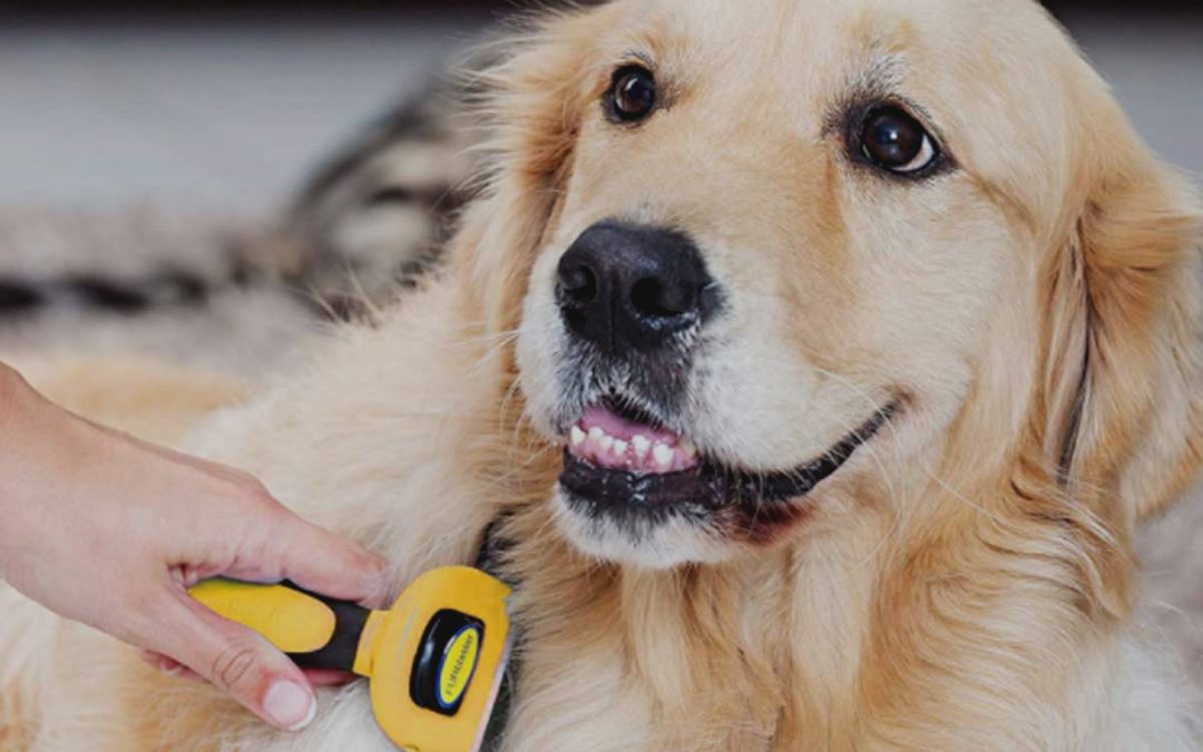 Come prendersi cura del pelo del Cane?